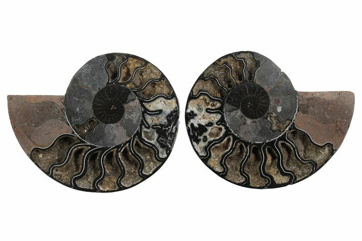 Cut & Polished Ammonite Fossil - Unusual Black Color #250502